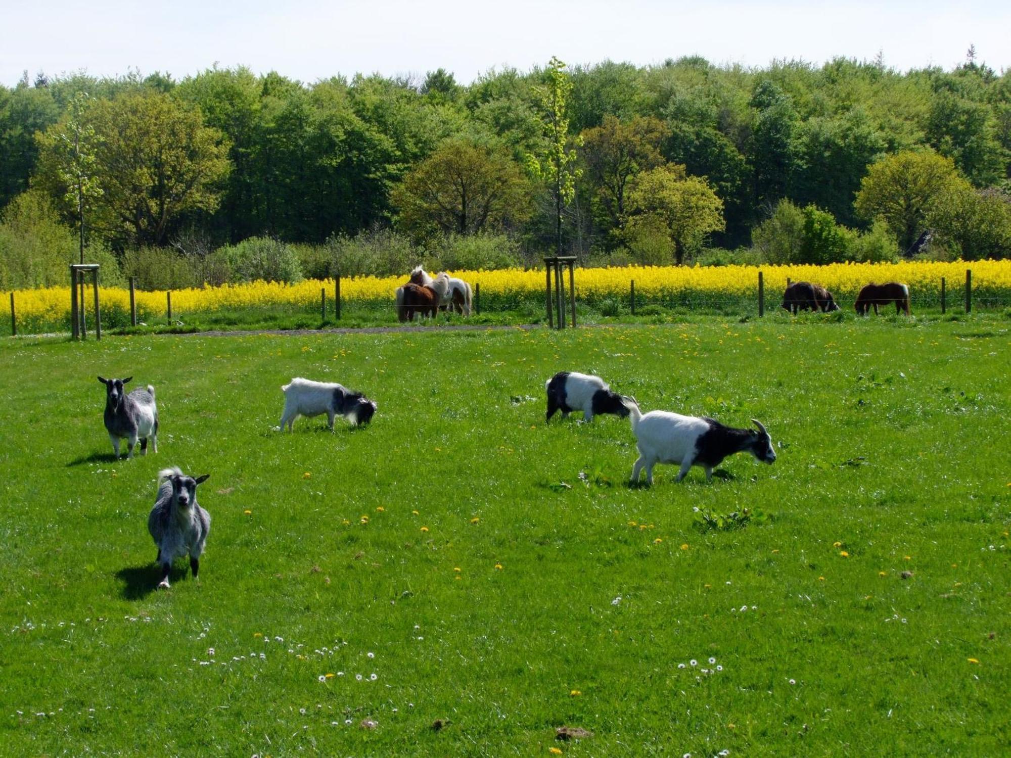 Ferienwohnungen Auf Dem Ferienhof Sell Stoltebull Luaran gambar